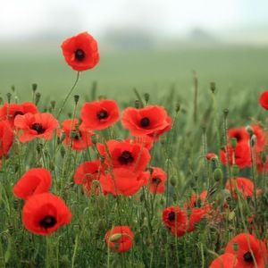 Meet your Posher, Gena